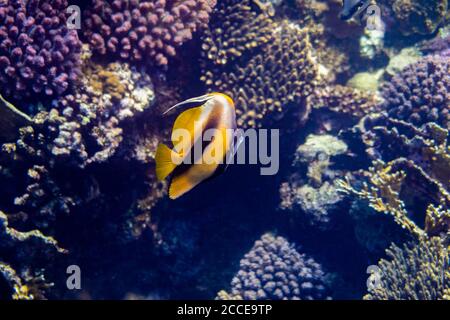 Heniochus intermedius, Rotes Meer Bannerfisch, Ägypten, Rotes Meer, Marsa Alam, Afrika, Schnorcheln und Tauchen Stockfoto