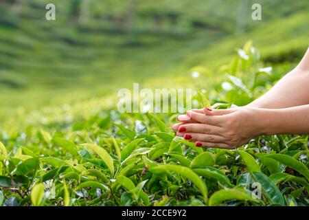 Aus der Nähe sammelt das Mädchen sanft die oberen Teeblätter aus grünen Büschen hoch in den Bergen. Tea Valley Teeproduktion. Stockfoto