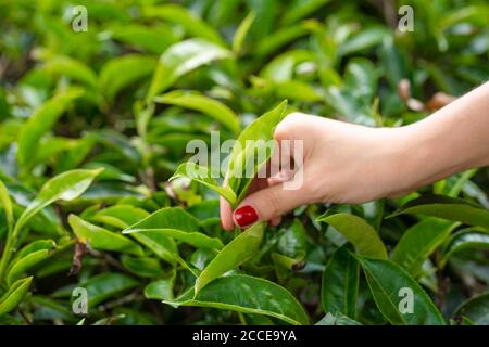 Aus der Nähe sammelt das Mädchen sanft die oberen Teeblätter aus grünen Büschen hoch in den Bergen. Tea Valley Teeproduktion. Stockfoto