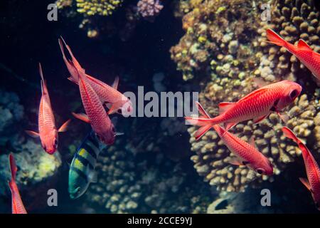 Myripristis murdjan, Pinecone Soldaterfish, Ägypten, Rotes Meer, Marsa Alam, Afrika, Schnorcheln und Tauchen Stockfoto