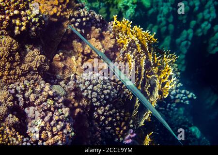 Fistularia commersonii, Kornetfisch, Ägypten, Rotes Meer, Marsa Alam, Afrika, Stockfoto