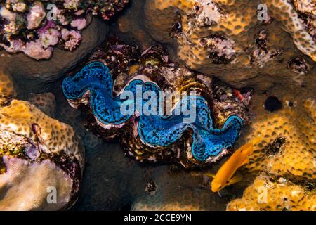 Korallenriff, Tridacna maxima, Ägypten, Rotes Meer, Marsa Alam, Afrika, Stockfoto