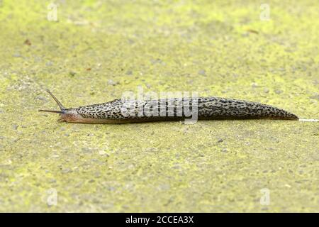 Große graue Schnecke oder Leoparden Schnecke lateinische Bezeichnung (LiMax maximus) auf Stein Hintergrund. Hochauflösendes Foto. Stockfoto