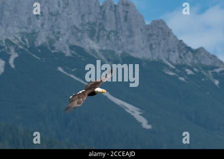 Adler im Flug Stockfoto