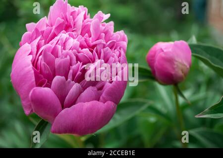 Zeigt eine rosa Pfingstrose Blume Nahaufnahme auf einem verschwommenen grünen Hintergrund für Postkarte, Hintergrund, Tapete Stockfoto