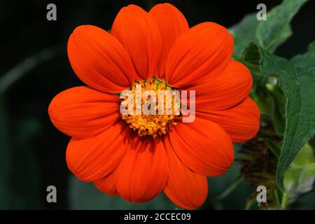 Tithonia Blume an einem sonnigen Tag. Es ist eine Gattung der blühenden Pflanze im Stamm der Sonnenblumen innerhalb der Asteraceae Familie. Stockfoto