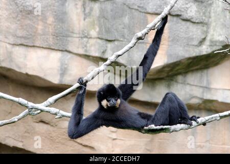 Northern White Cheeked Crested Gibbon, lateinischer Nomascus Iucogenys, der auf Lianen herumklettert Stockfoto