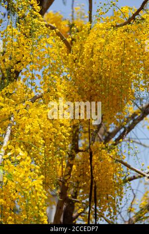 Kani konna eine kerala Blume als Symbol für verwendet Vishu Kani ein hinduistisches Ritual Stockfoto