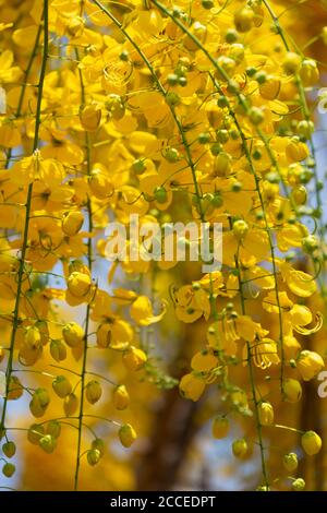 Kani konna eine kerala Blume als Symbol für verwendet Vishu Kani ein hinduistisches Ritual Stockfoto