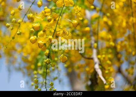 Kani konna eine kerala Blume als Symbol für verwendet Vishu Kani ein hinduistisches Ritual Stockfoto