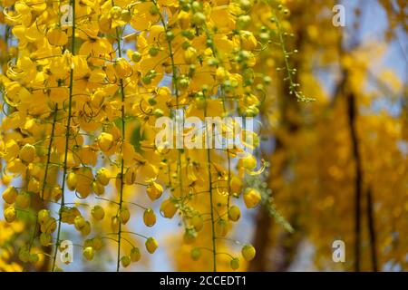 Kani konna eine kerala Blume als Symbol für verwendet Vishu Kani ein hinduistisches Ritual Stockfoto