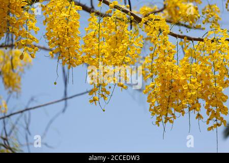 Kani konna eine kerala Blume als Symbol für verwendet Vishu Kani ein hinduistisches Ritual Stockfoto