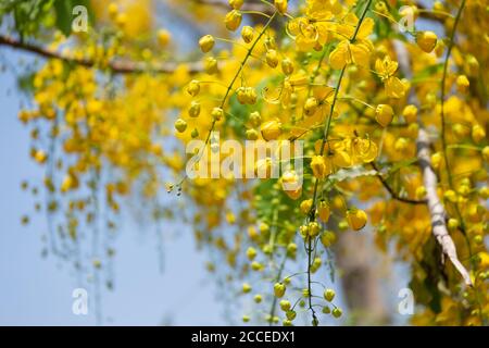 Kani konna eine kerala Blume als Symbol für verwendet Vishu Kani ein hinduistisches Ritual Stockfoto