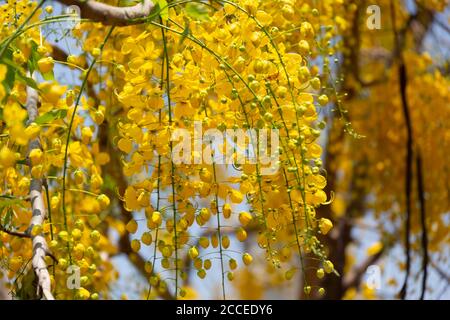 Kani konna eine kerala Blume als Symbol für verwendet Vishu Kani ein hinduistisches Ritual Stockfoto