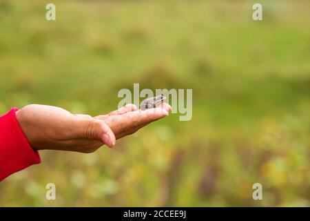 Das Mädchen hält in ihrer Handfläche eine kleine Erdkröte vor dem Hintergrund eines grünen Feldes. Stockfoto