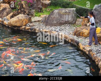 Chinesische Frau, die Koi-Karpfen füttert, Nan Lian Gardens, Kong Kong, China Stockfoto