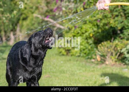 Porträt eines nassen schwarzen Labradors, der von einem besprüht wird Schlauchleitung Stockfoto