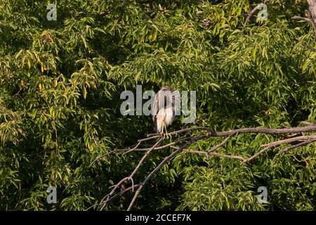 Junger großer blauer Reiher, der auf einem Baum sitzt Stockfoto