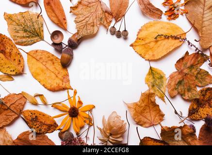 Gelbe trockene Blätter, Eicheln, Blüten, Kastanien. Natürlicher Herbsthintergrund Stockfoto