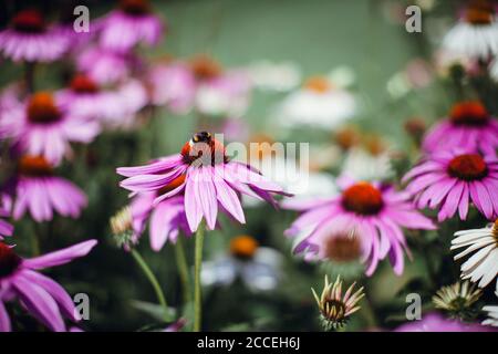 Hummel auf Echinacea Blume sitzend. Schöne natürliche Hintergrund mit rosa Blumen Stockfoto