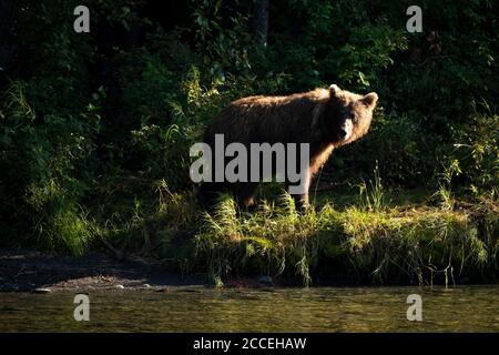 Eine weibliche Braunbärin am Ufer des Kenai River im Kenai Wildlife Refuge in Kenai, Alaska. Stockfoto