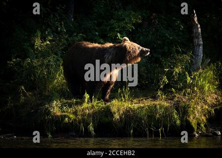 Eine weibliche Braunbärin am Ufer des Kenai River im Kenai Wildlife Refuge in Kenai, Alaska. Stockfoto