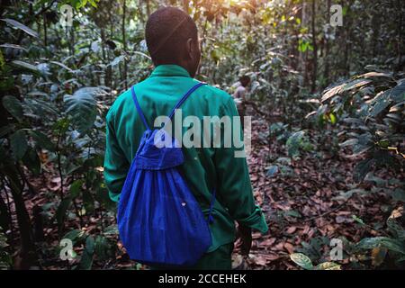 Wachen, die sich dem Schutz und der Überwachung der Gorillas von Dzanga Sangha widmen. Zentralafrikanische Republik. WWF Stockfoto