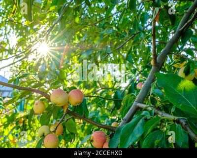 Reife Äpfel auf einem Ast. Helle Strahlen der Sonne scheinen durch das Laub des Apfelbaums. Umweltfreundliches Erntekonzept. Der Sommer ist zu Ende. Köstlich Stockfoto