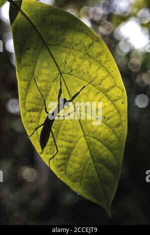 Silhouette einer Gottesanbeterin im Dzanga Sangha Nationalpark. Zentralafrikanische Republik Stockfoto