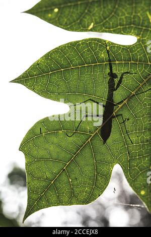 Silhouette einer Gottesanbeterin im Dzanga Sangha Nationalpark. Zentralafrikanische Republik Stockfoto