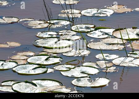 Weiße Seerosen (Nymphaea odorata), Süßwasserteich, Ost-Nordamerika, von Dominique Braud/Dembinsky Photo Assoc Stockfoto