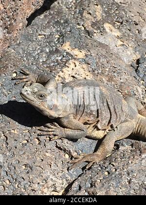 Ein gewöhnlicher Kichuckwalla, der auf einem Felsen in der Mojave-Wüste, Kalifornien, sonnen wird. Stockfoto