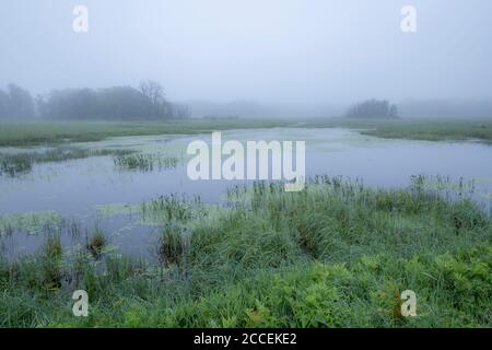 Sonnenaufgang und starker Nebel über Feuchtgebieten, Wisconsin, USA, von Dominique Braud/Dembinsky Photo Assoc Stockfoto