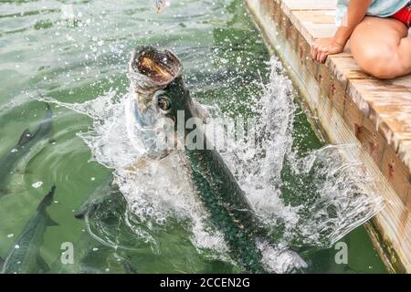 Tarpon Fütterung in den Keys in Florida. Nahaufnahme von Menschenhand, die große Tarpons füttert, die Fische springen aus dem Wasser - eine unterhaltsame touristische Urlaubsaktivität in Stockfoto