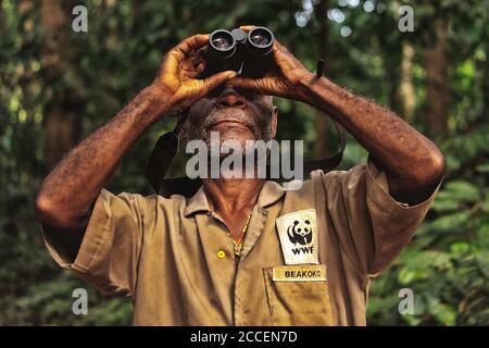 Wachen, die sich dem Schutz und der Überwachung der Gorillas von Dzanga Sangha widmen. Zentralafrikanische Republik. WWF Stockfoto
