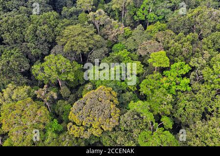 Bäume und Vegetation im Dschungel und dichten Wald von Dzanga Sangha. Zentralafrikanische Republik. WWF Stockfoto