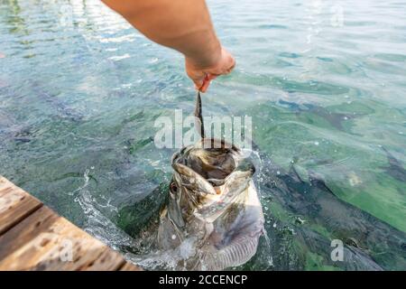 Tarpon Fütterung in den Keys in Florida. Nahaufnahme von Menschenhand, die große Tarpons füttert, die Fische springen aus dem Wasser - eine unterhaltsame touristische Urlaubsaktivität in Stockfoto