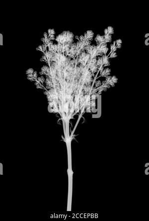 Fliederblüte (Syringa sp.), Röntgen Stockfoto