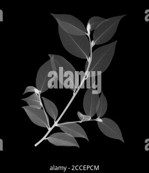 Chinesischer Tee (Camellia sinensis), Röntgen Stockfoto