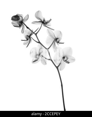 Orchidee (Phalaenopsis sp.), Röntgen Stockfoto