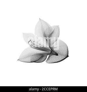 Amaryllis Blume, Röntgen Stockfoto