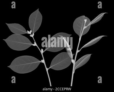 Teebaum Blätter (Camellia sinensis), Röntgen Stockfoto