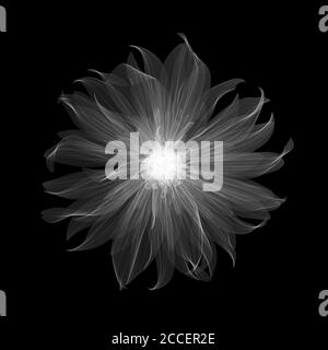 Dahlia 'Gallery Pablo' Blume, Röntgen Stockfoto