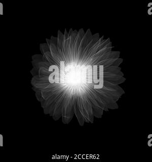 Dahlia 'Gallery Pablo' Blume, Röntgen Stockfoto