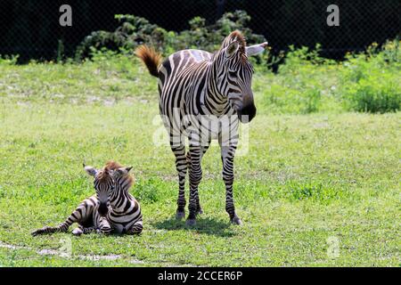 Eine Mutter Grant's Zebra mit ihrem Fohlen im Cape May County Zoo, Cape May Courthouse, New Jersey, USA Stockfoto