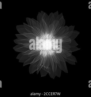 Dahlia 'Gallery Pablo' Blume, Röntgen Stockfoto