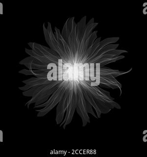 Dahlia 'Munchen Pablo' Blume, Röntgen Stockfoto