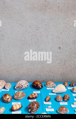 Verschiedene Shells mit Namen werden vor einem angezeigt Verputzte Wand Stockfoto