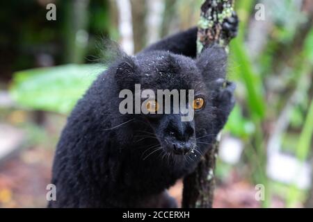 Ein schwarzer Lemur auf einem Baum wartet auf eine Banane Stockfoto