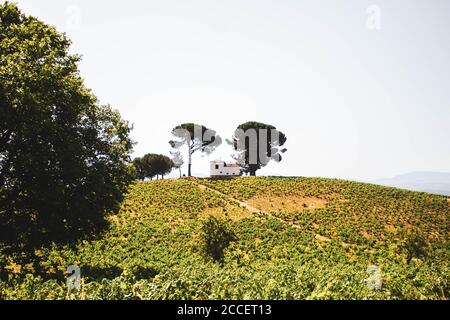 Kleines weißes Haus auf einem Berg mit geformt Bäume Stockfoto